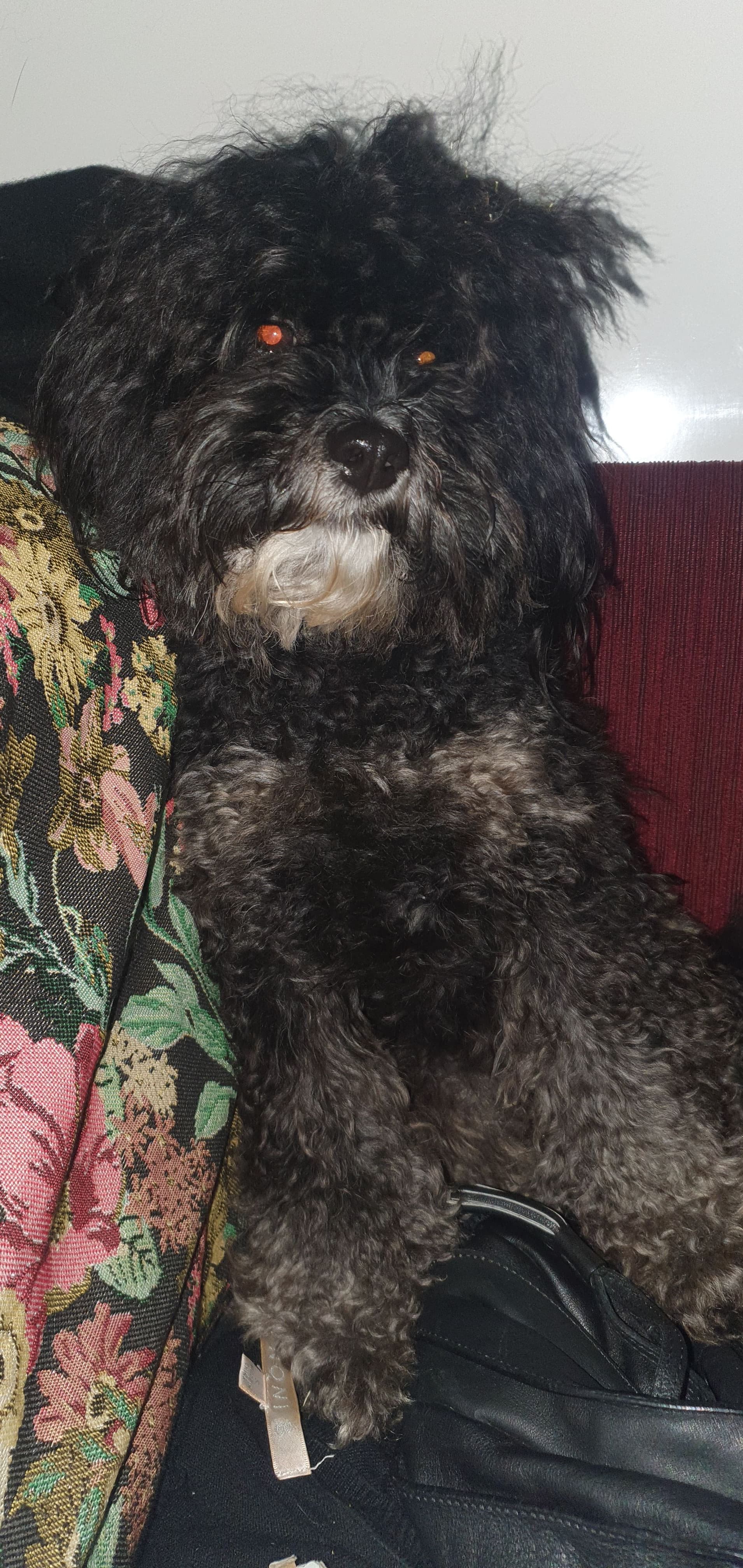 Sootie - Poodle available for adoption in Coffs Harbour