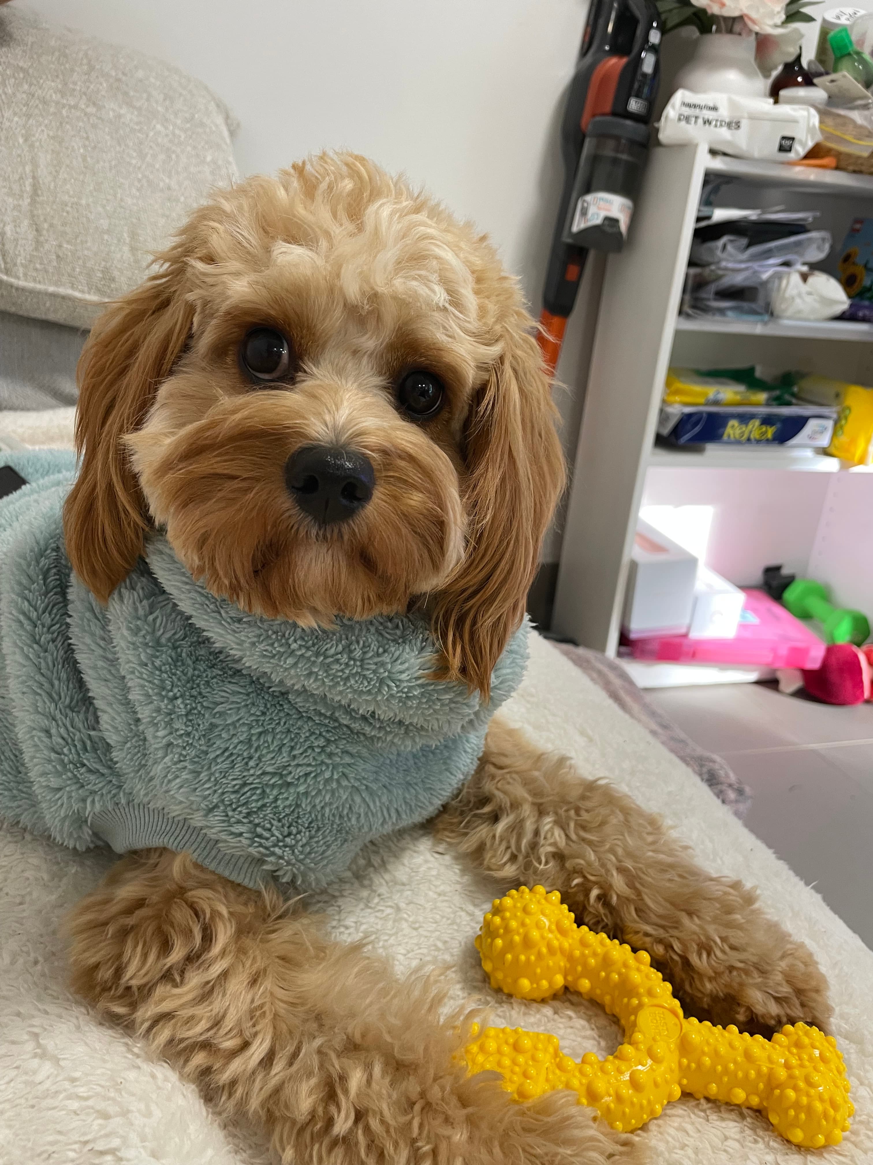 Dolly Pixton - Mixed Breed available for adoption in Sydney