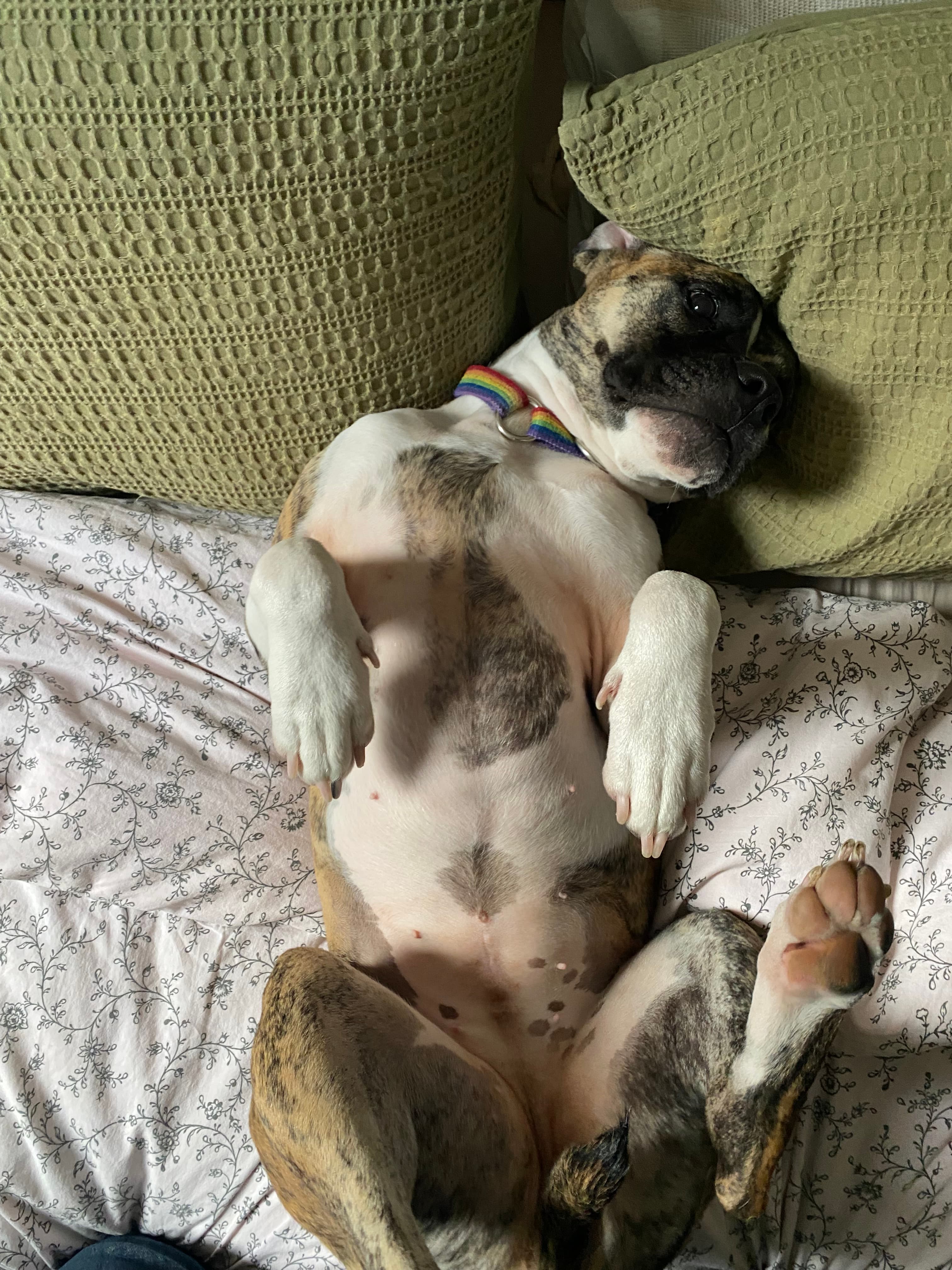 Winnie (boxer x staffy) - Mixed Breed available for adoption in Sydney