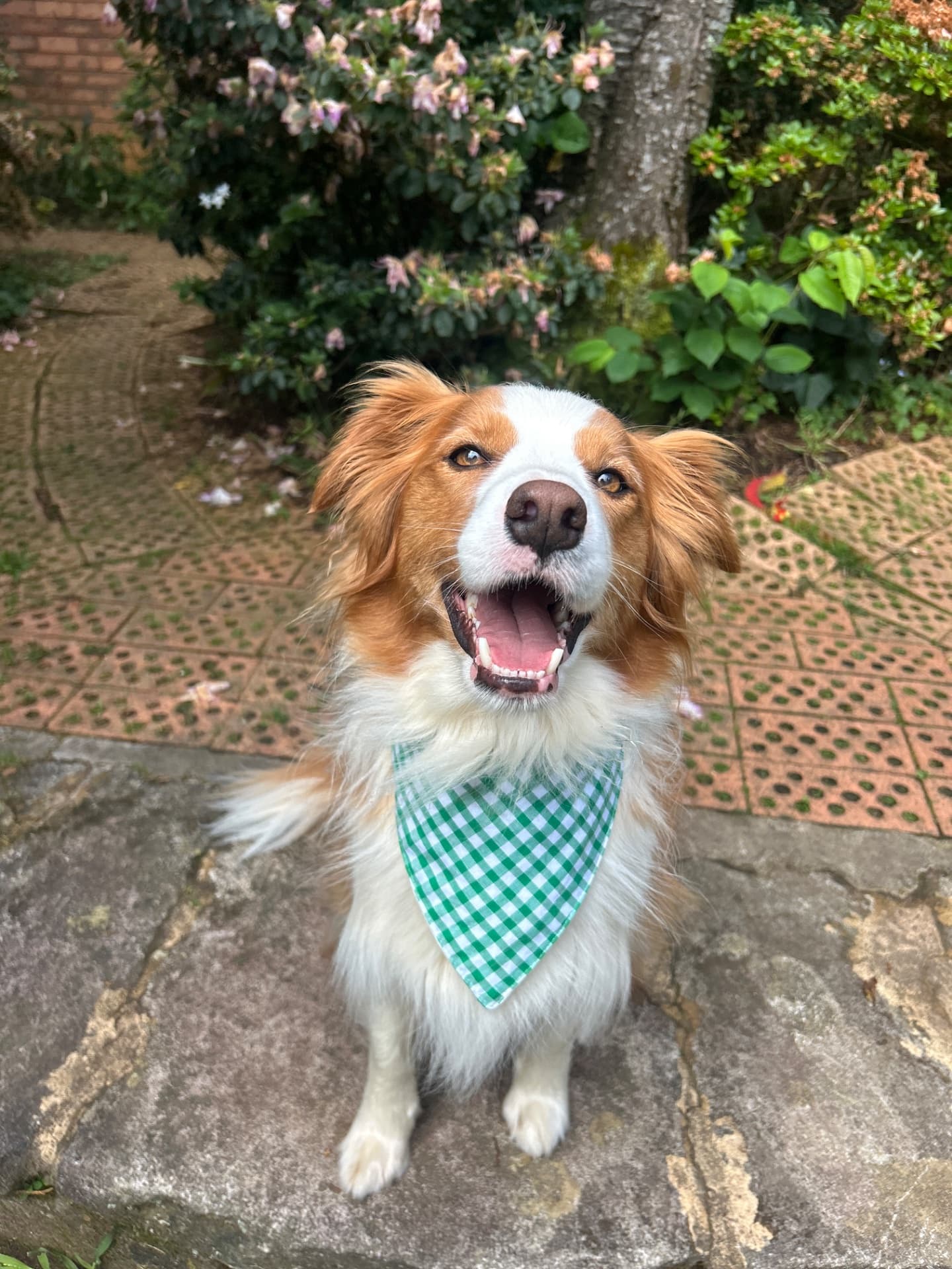 Harley - Border Collie available for adoption in Sydney