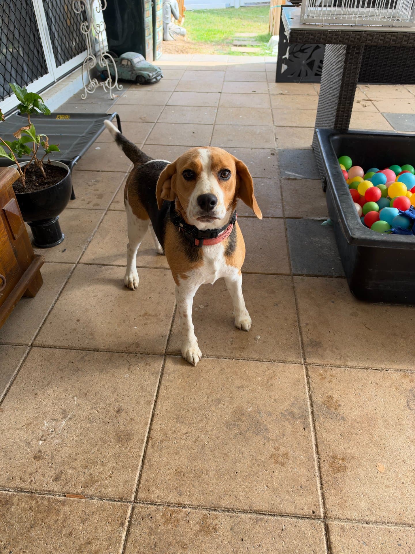 Saddie - purebred beagle available for adoption in Brisbane