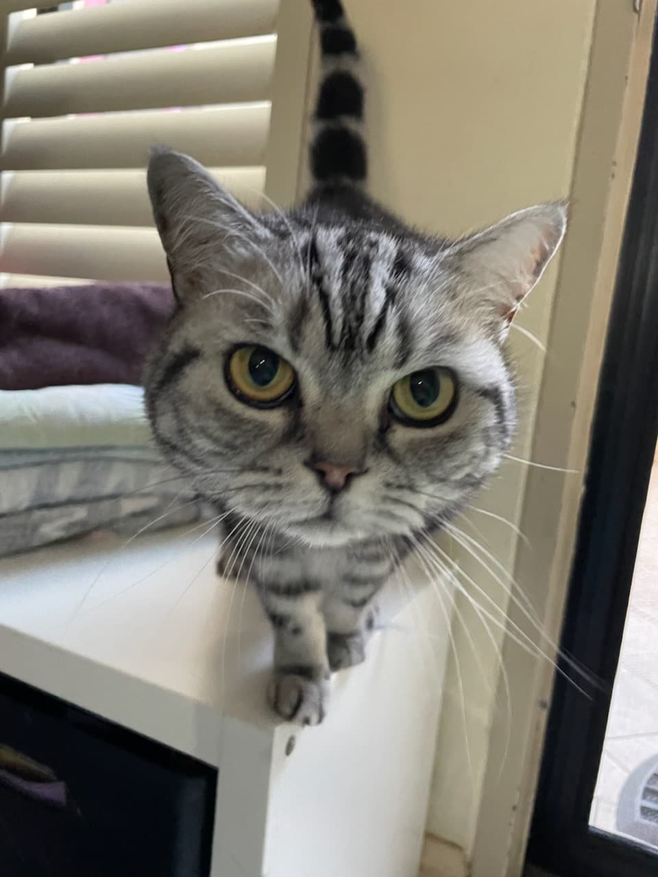 Little T - British Shorthair available for adoption in Sydney