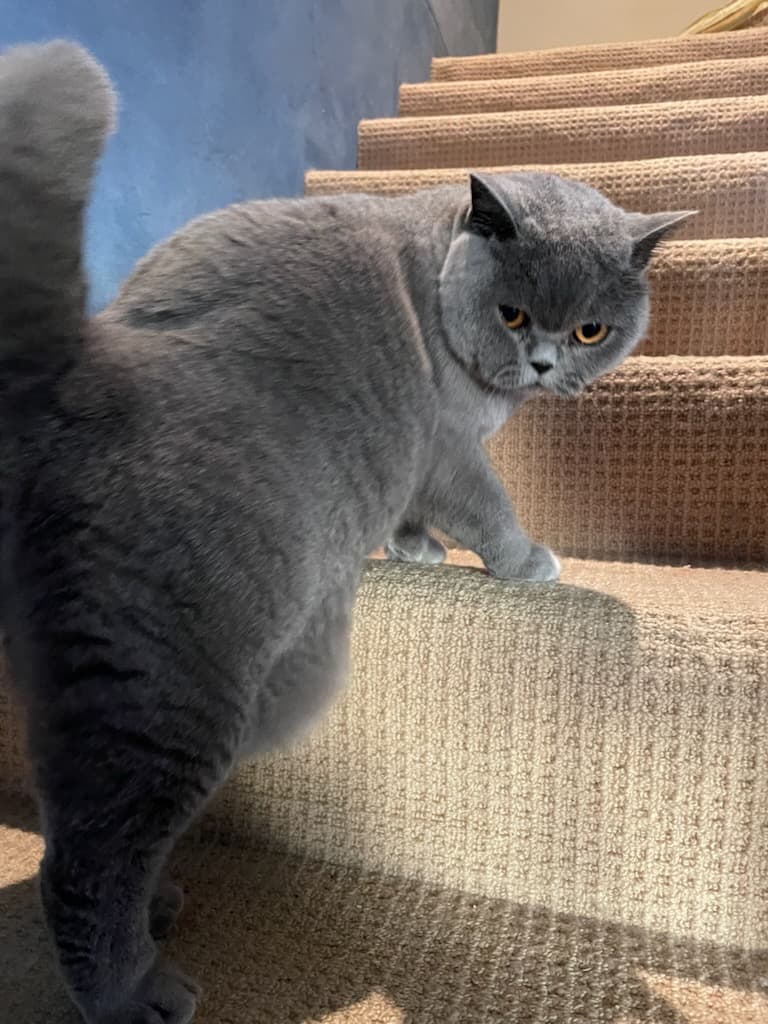Winnie - British Shorthair available for adoption in Sydney