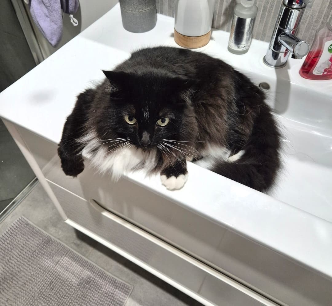 Diego - Ragdoll x cat available for adoption at Owner Rehoming in Cairns