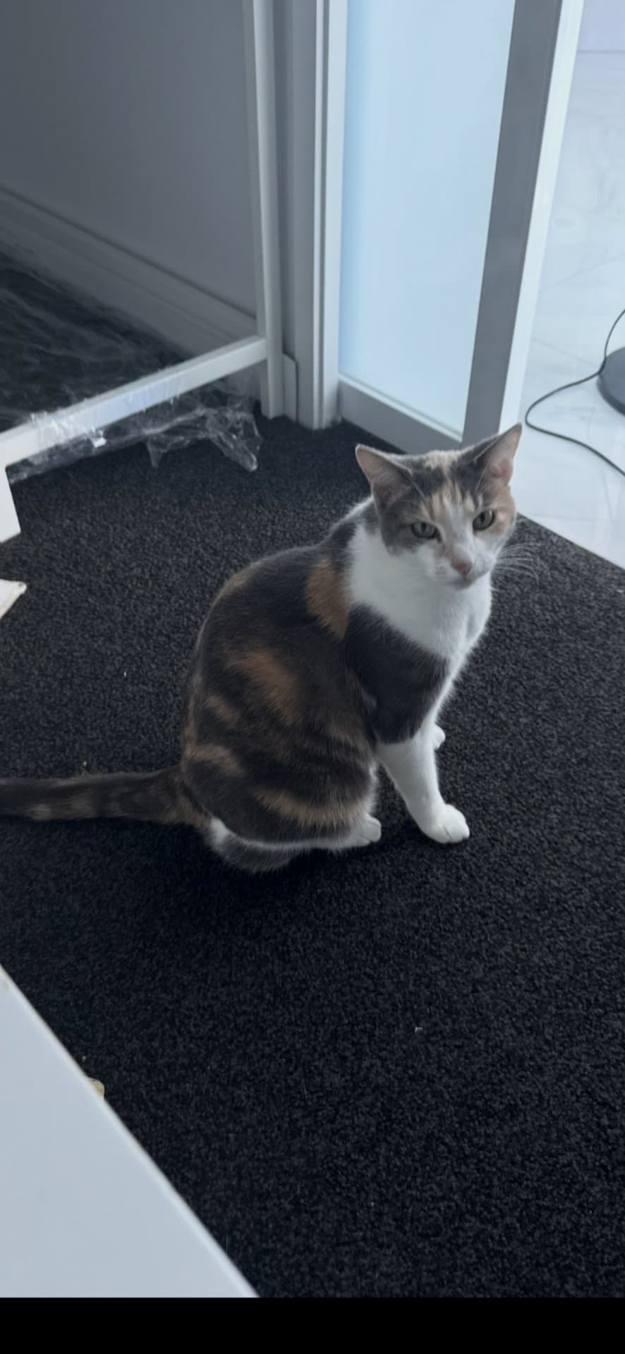 Chloe - Domestic Shorthair cat available for adoption at Owner Rehoming in Gold Coast