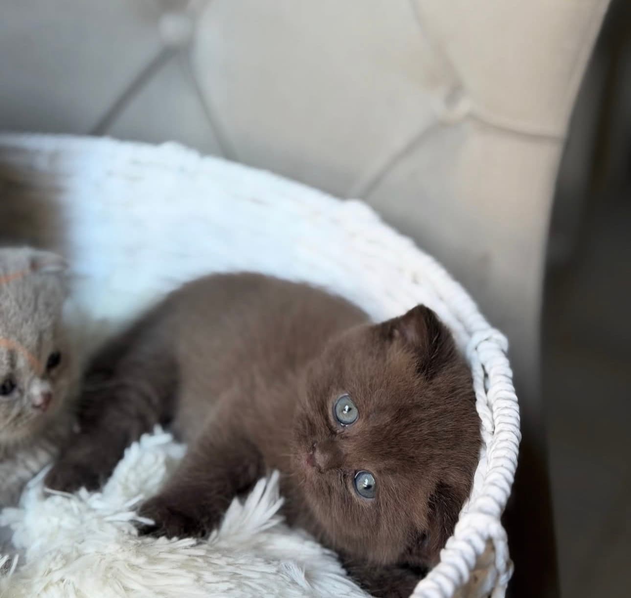 Betty - British Shorthair cat available for adoption at Owner Rehoming in Brisbane