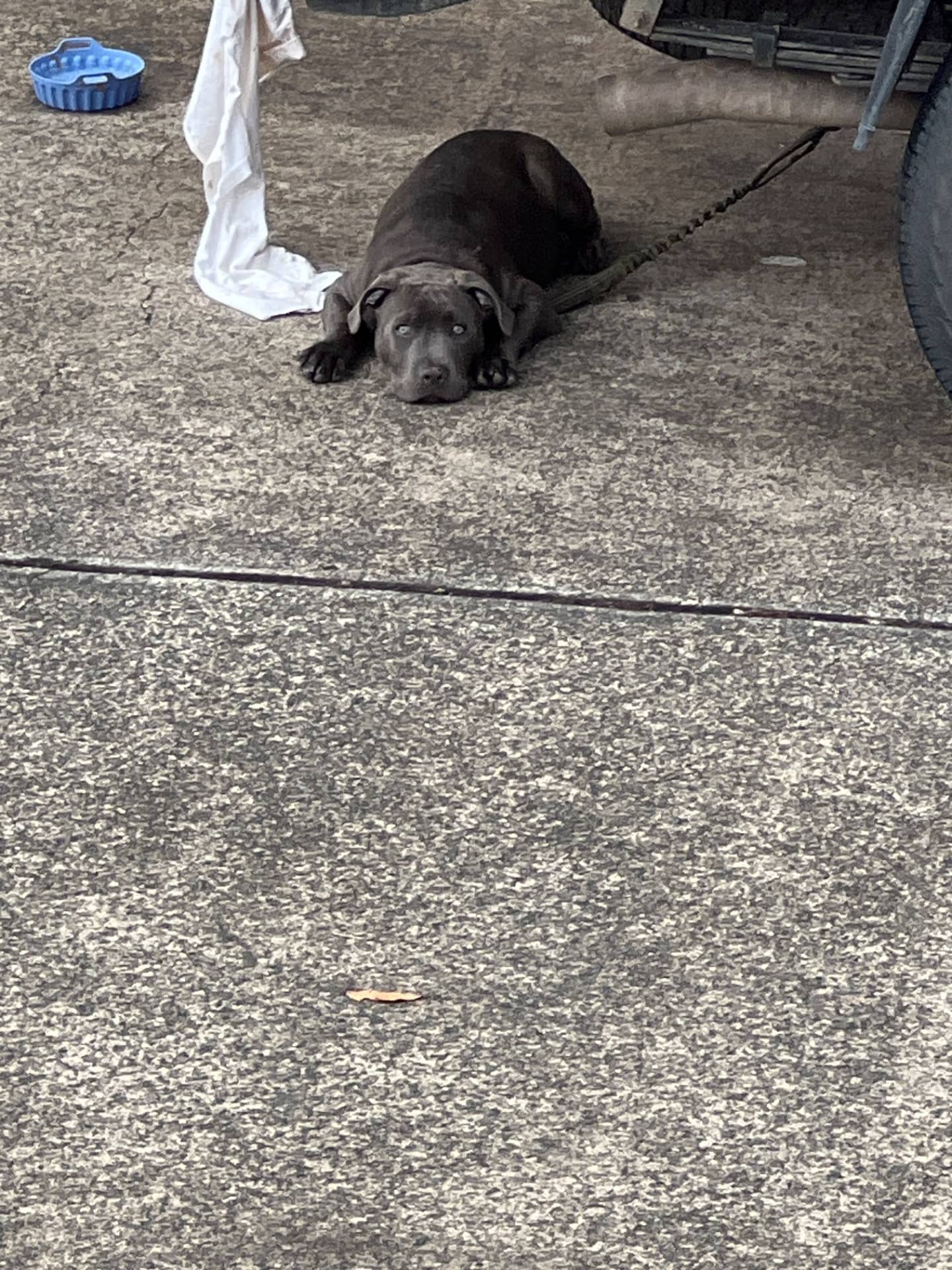 Cosmo - Staffs cross bully available for adoption at Owner Rehoming in Sunshine Coast