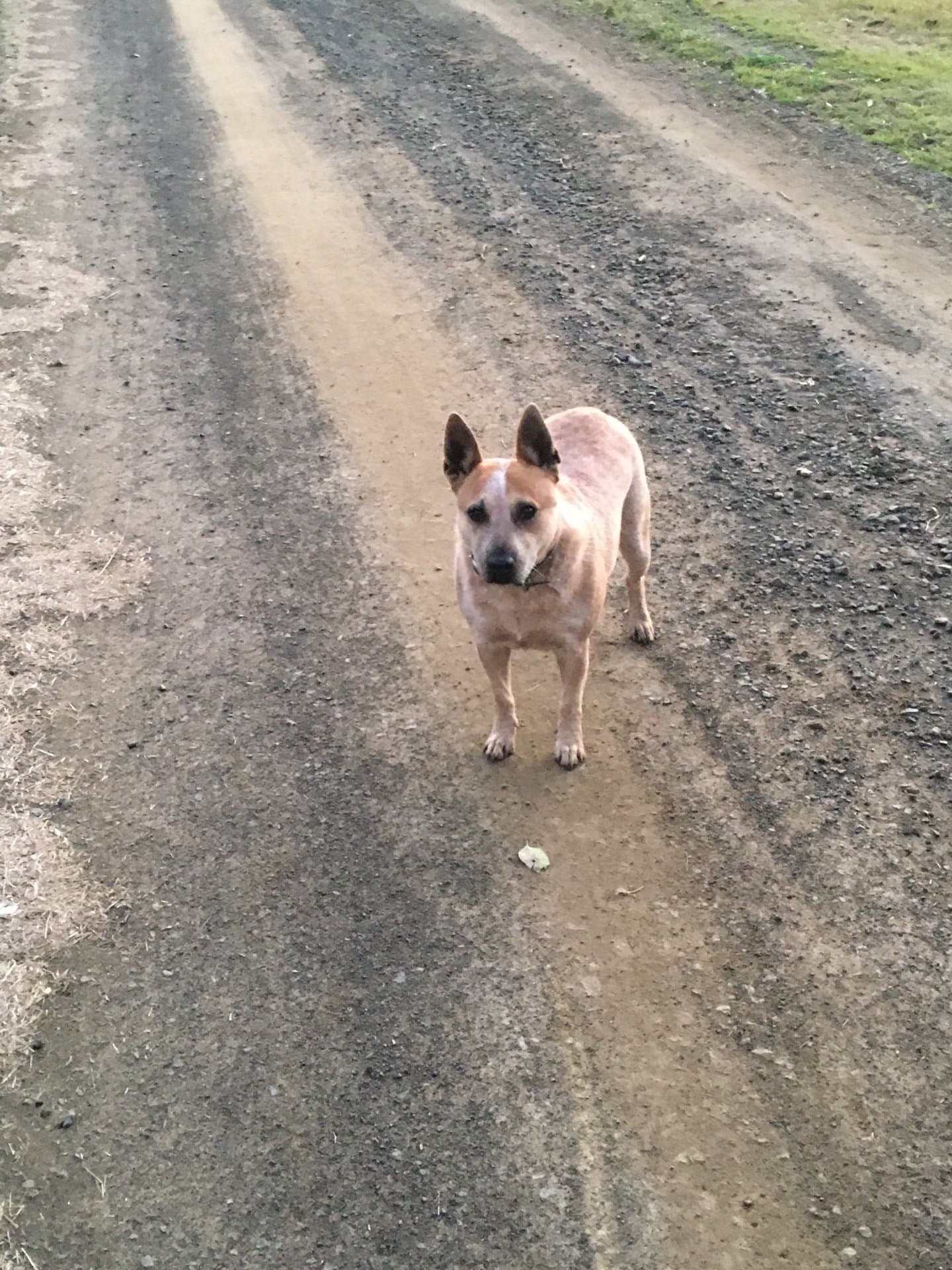 Chilli - Purebred stumpy tail cattle dog available for adoption