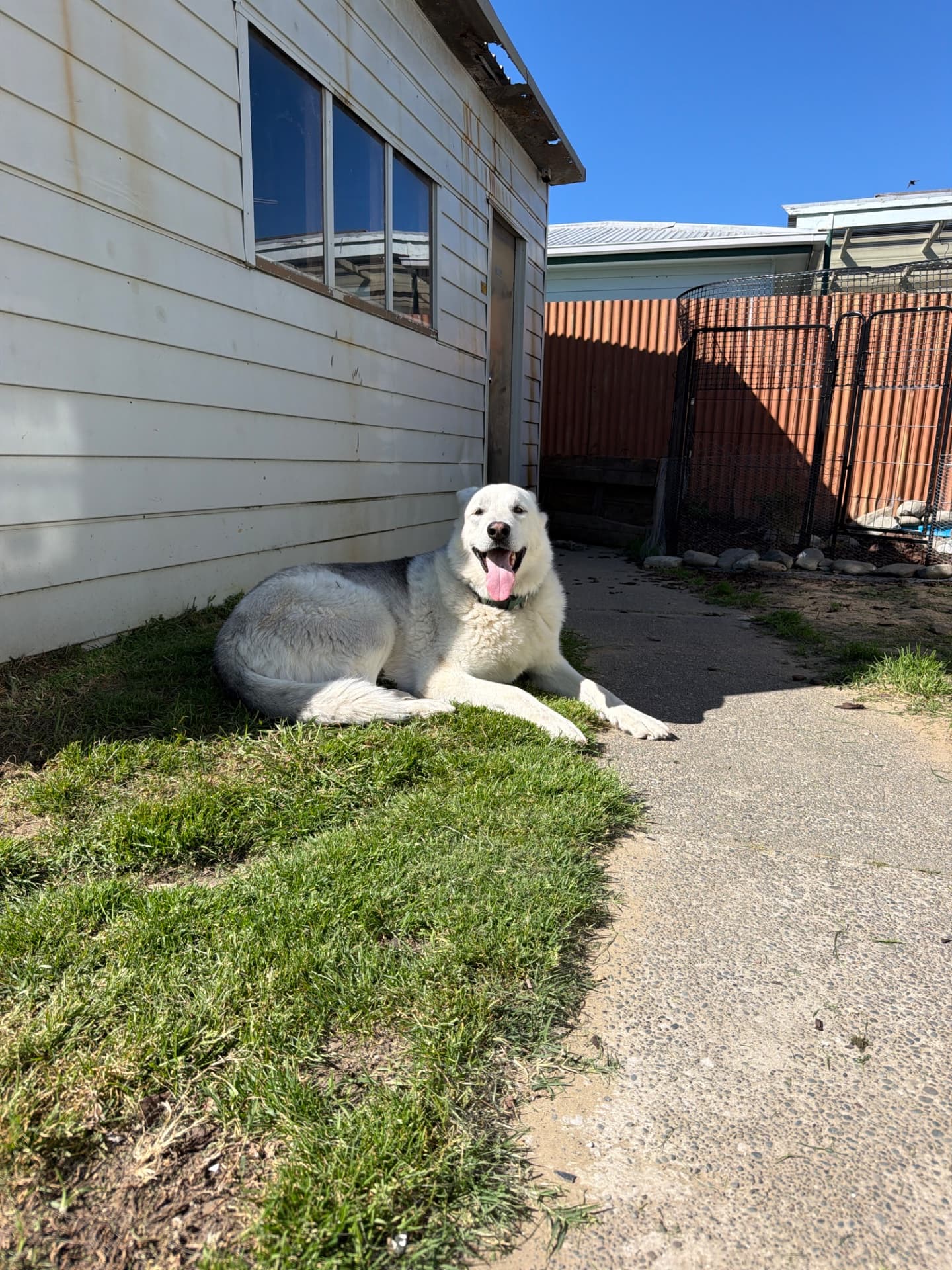 Wolf - Husky x german shepard available for adoption