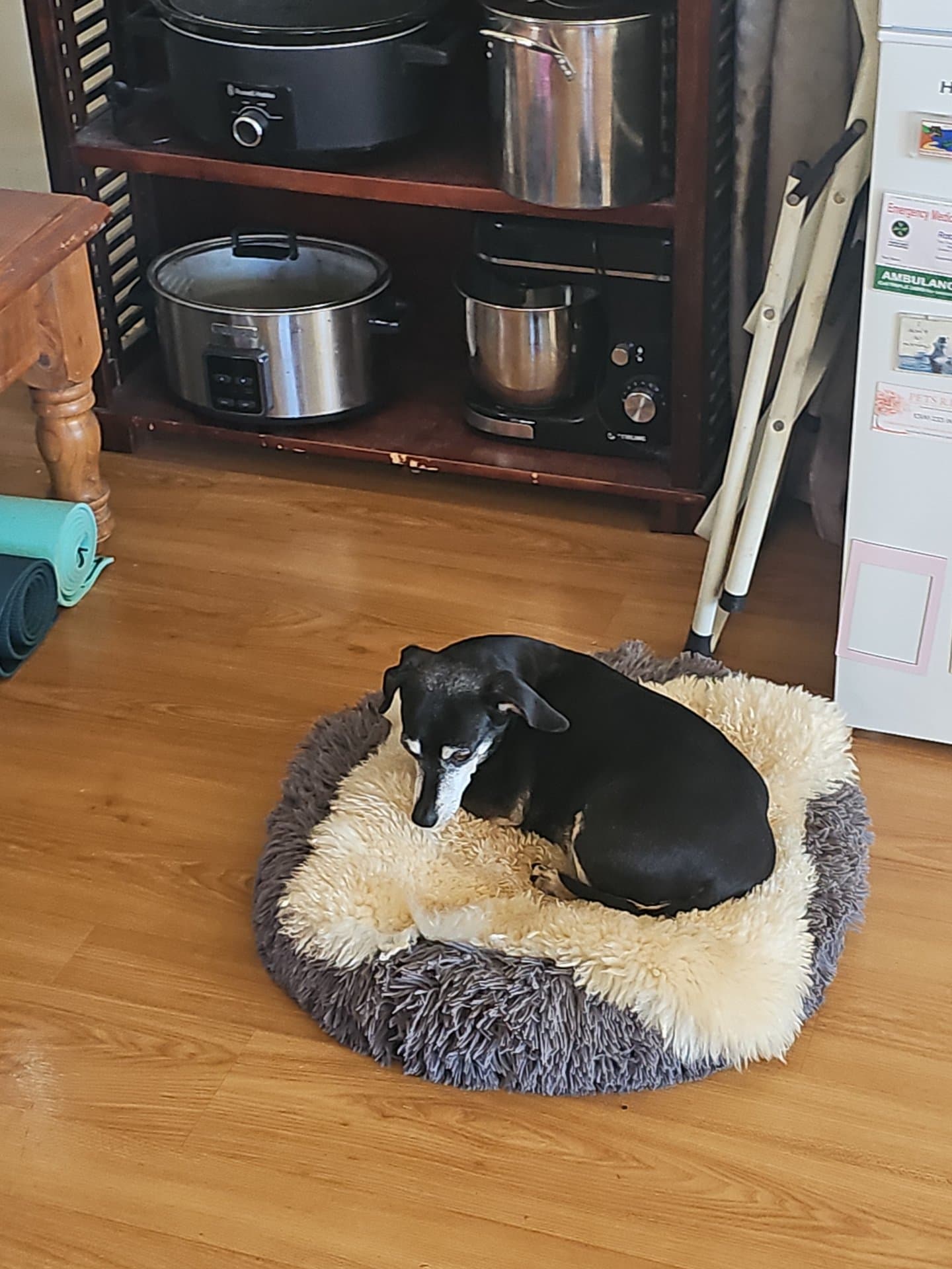 Baxter - Dachshund x Fox Terrier available for adoption