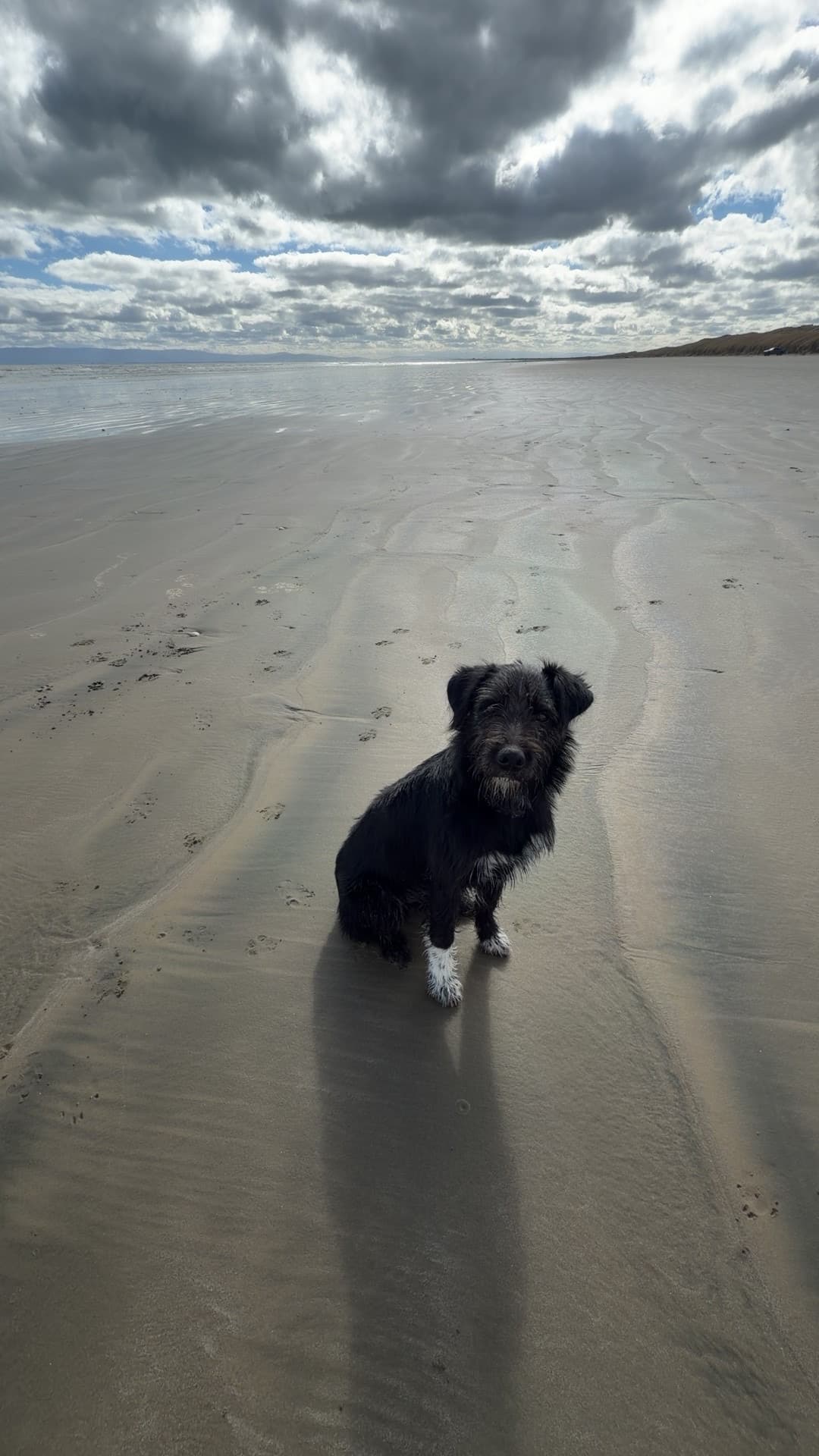 Beaudy - Bearded Collie x Huntawat available for adoption