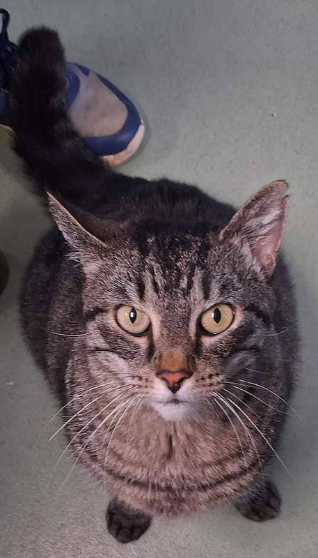Pipa - Domestic Short Hair cat available for adoption at RSPCA Queensland in Toowoomba