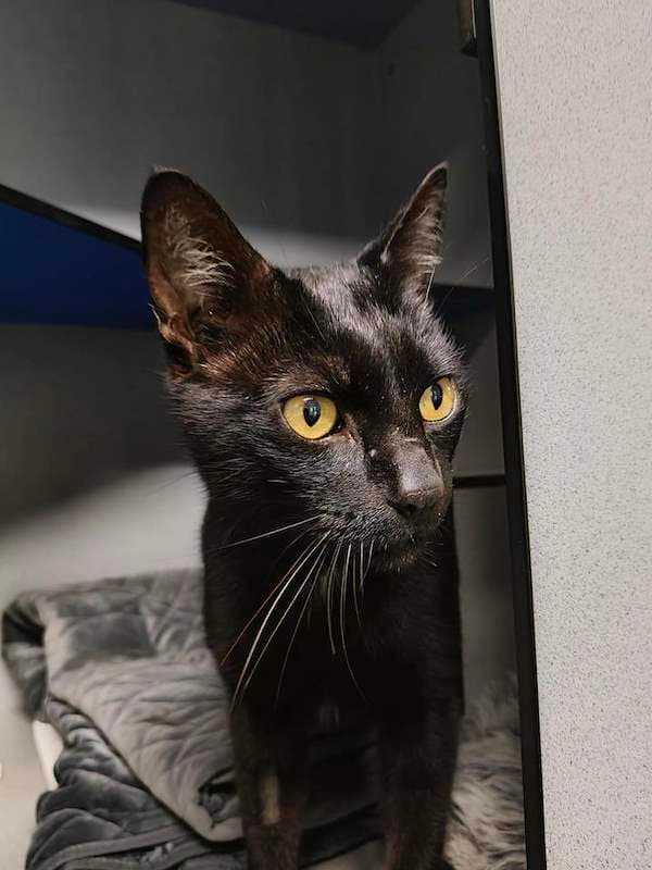 Fergus - Domestic Short Hair cat available for adoption at RSPCA Queensland in Cairns