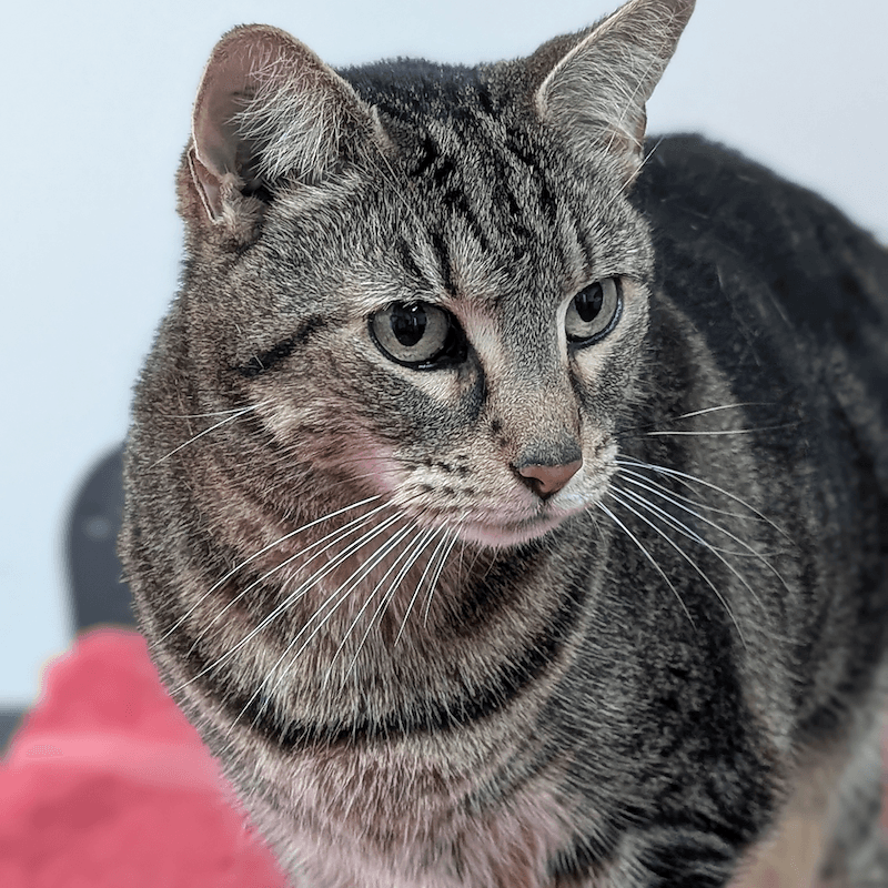 Eleanor - Domestic Short Hair cat available for adoption at RSPCA Queensland in Mackay