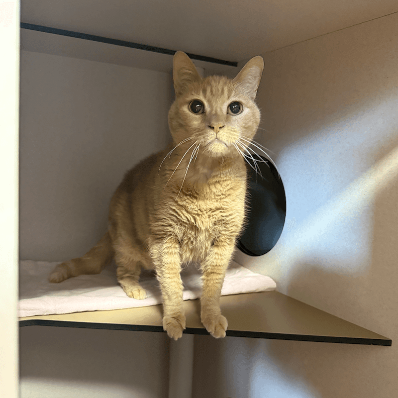 Patrick - Domestic Short Hair cat available for adoption at RSPCA Queensland in Brisbane