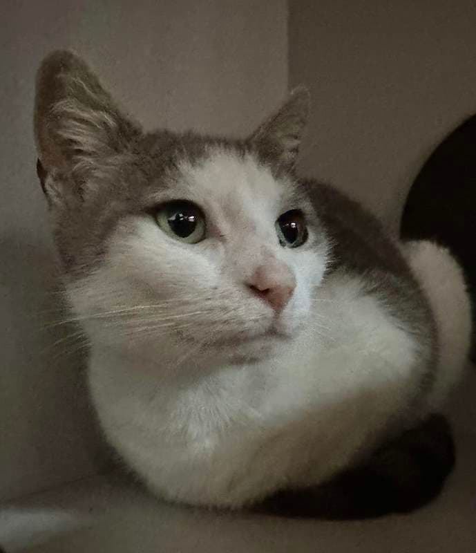 Princess - Domestic Medium Hair cat available for adoption at RSPCA Queensland in Brisbane