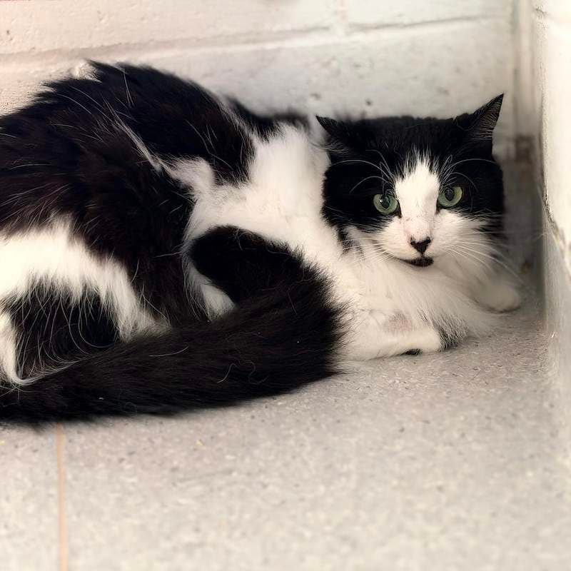 Aladdin - Domestic Medium Hair (DMH) (Mixed) cat available for adoption at RSPCA Queensland in Brisbane