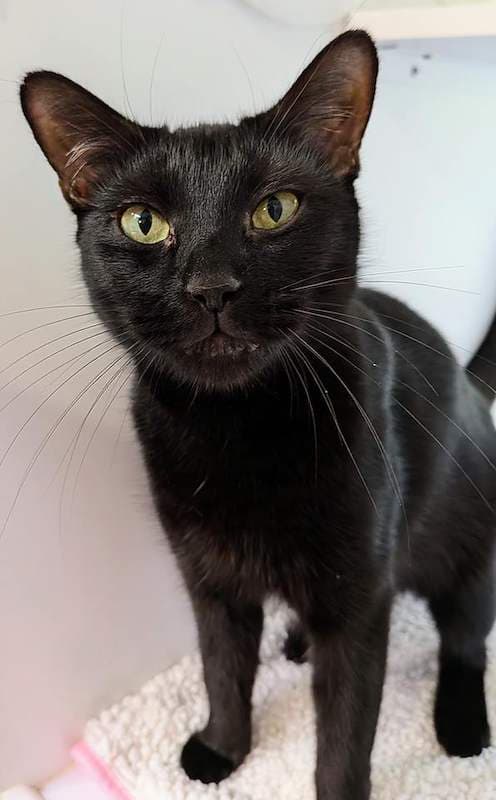 Midnight - Domestic Short Hair (DSH) (Mixed) cat available for adoption at RSPCA Queensland in Brisbane