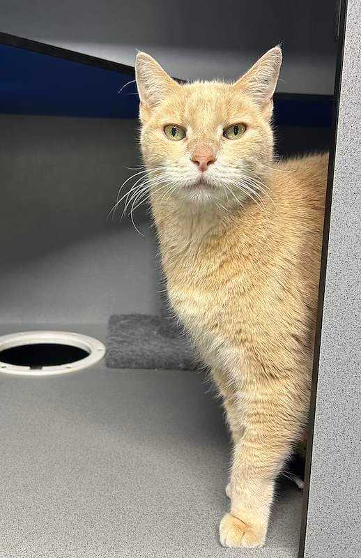 Rod - Domestic Short Hair (DSH) (Mixed) cat available for adoption at RSPCA Queensland in Cairns