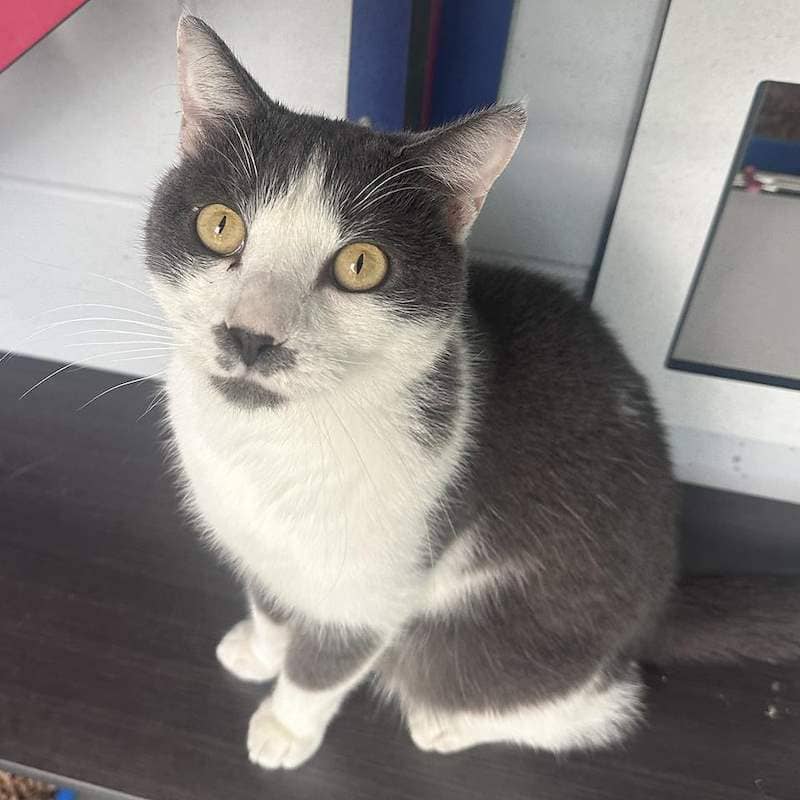 Gizmo - Domestic Short Hair cat available for adoption at RSPCA Queensland in Brisbane