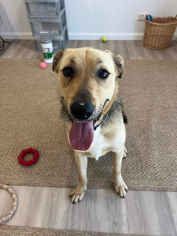 Zeus - German Shepherd x Bullmastiff available for adoption in Brisbane