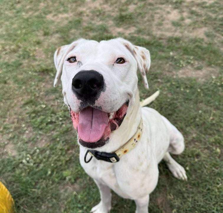 Lady - Bull Arab x American Staffordshire Bull Terrier available for adoption in Cairns