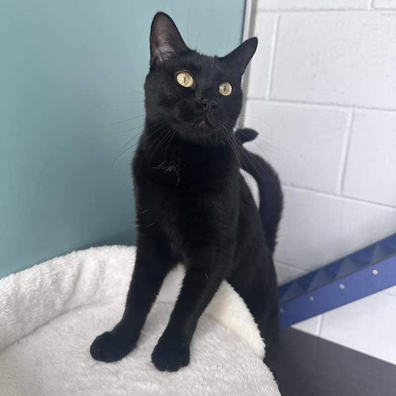 Korra - Domestic Medium Hair cat available for adoption at RSPCA Queensland in Brisbane