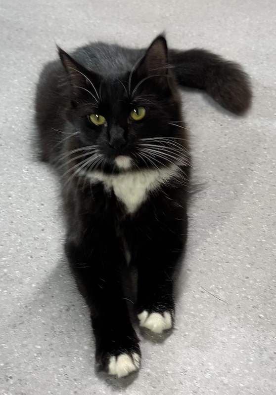 Mittens - Domestic Medium Hair (DMH) (Mixed) cat available for adoption at RSPCA Queensland in Cairns
