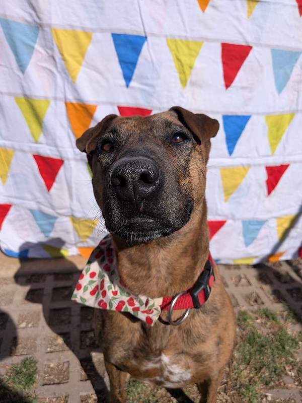 Selena - Bull Arab x Shar Pei available for adoption in Toowoomba