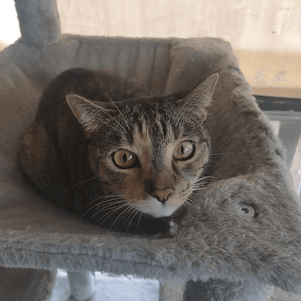 Milo - Domestic Short Hair cat available for adoption at RSPCA Queensland in Brisbane