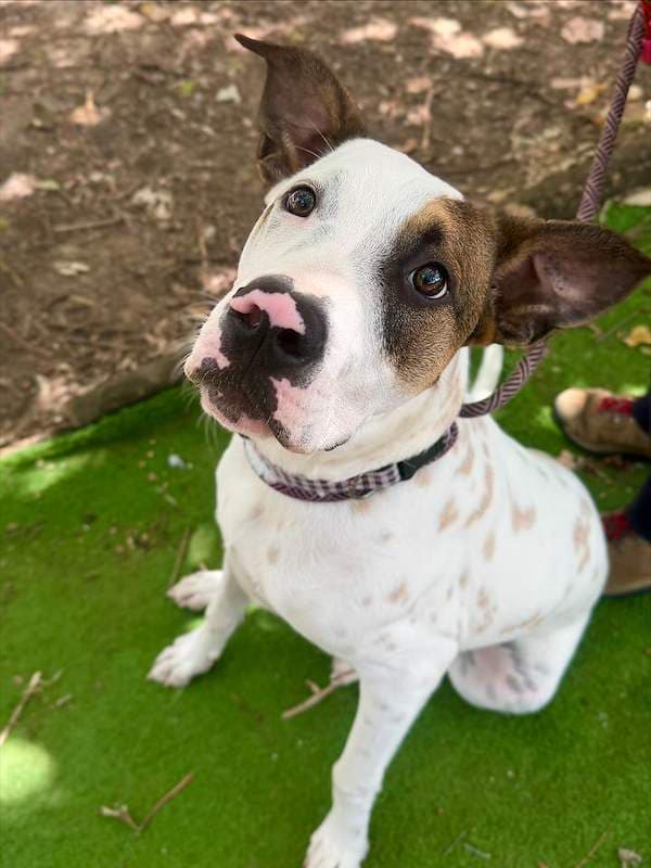 Biscoff - Bull Arab x Australian Cattle Dog available for adoption in Mackay