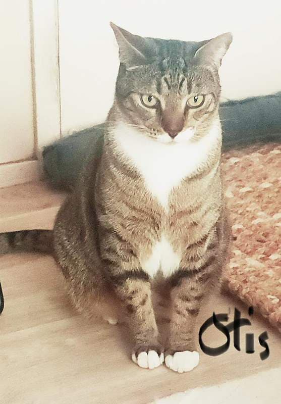 Otis - Domestic Short Hair cat available for adoption at RSPCA Queensland in Brisbane