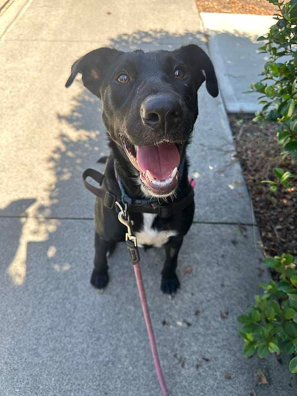 Bailey - Kelpie Cross available for adoption in Brisbane