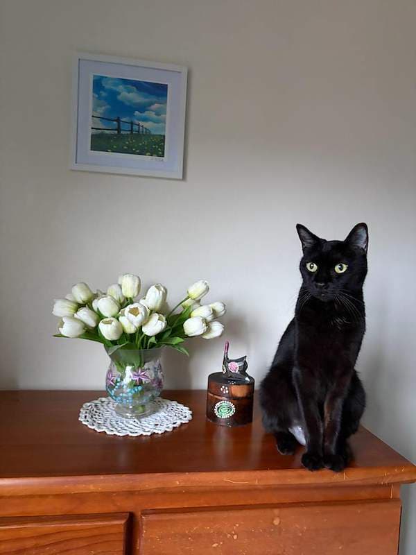 Penny - Domestic Short Hair (DSH) (Mixed) cat available for adoption at RSPCA Queensland in Cairns