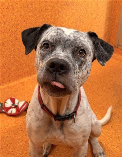 Ghost - Australian Cattle Dog Cross available for adoption in Brisbane