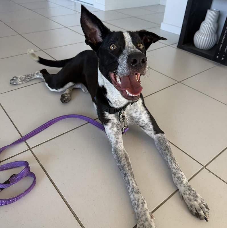 Cosmo - Border Collie x Kelpie available for adoption in Brisbane