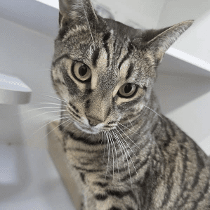 Romeo - Domestic Short Hair cat available for adoption at RSPCA Queensland in Brisbane