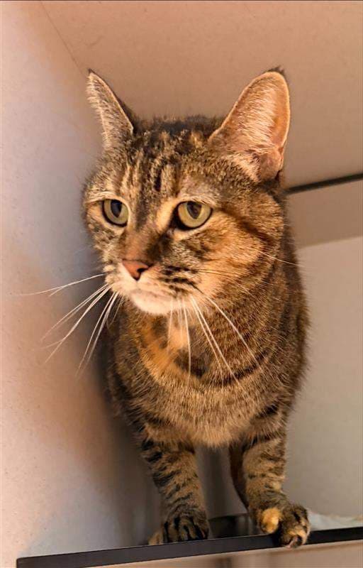 Pepper - Domestic Short Hair (DSH) (Mixed) cat available for adoption at RSPCA Queensland in Brisbane