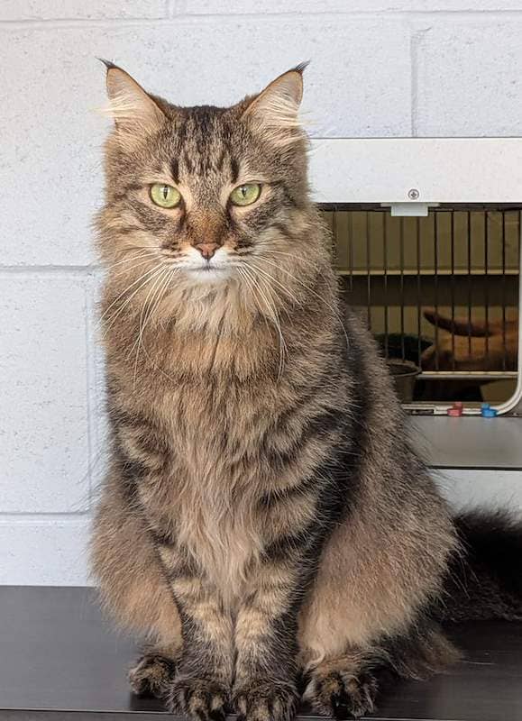 Buddy - Domestic Medium Hair cat available for adoption at RSPCA Queensland in Brisbane
