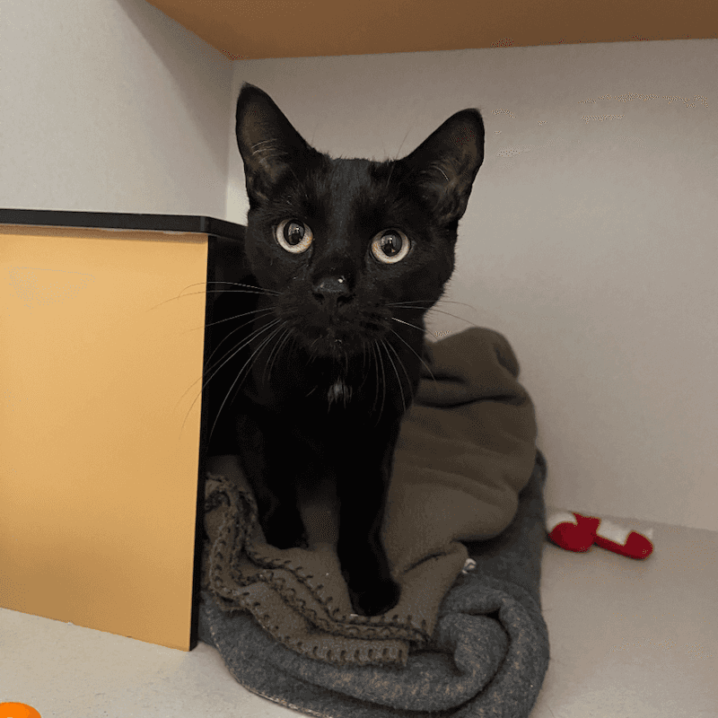 Sarge - Domestic Short Hair cat available for adoption at RSPCA Queensland in Brisbane