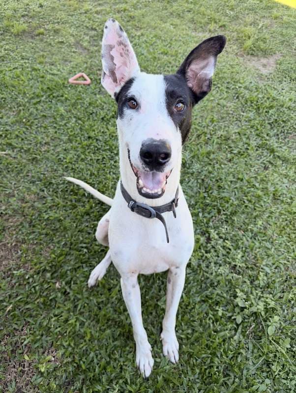 Aero - Greyhound x Bull Arab available for adoption in Cairns