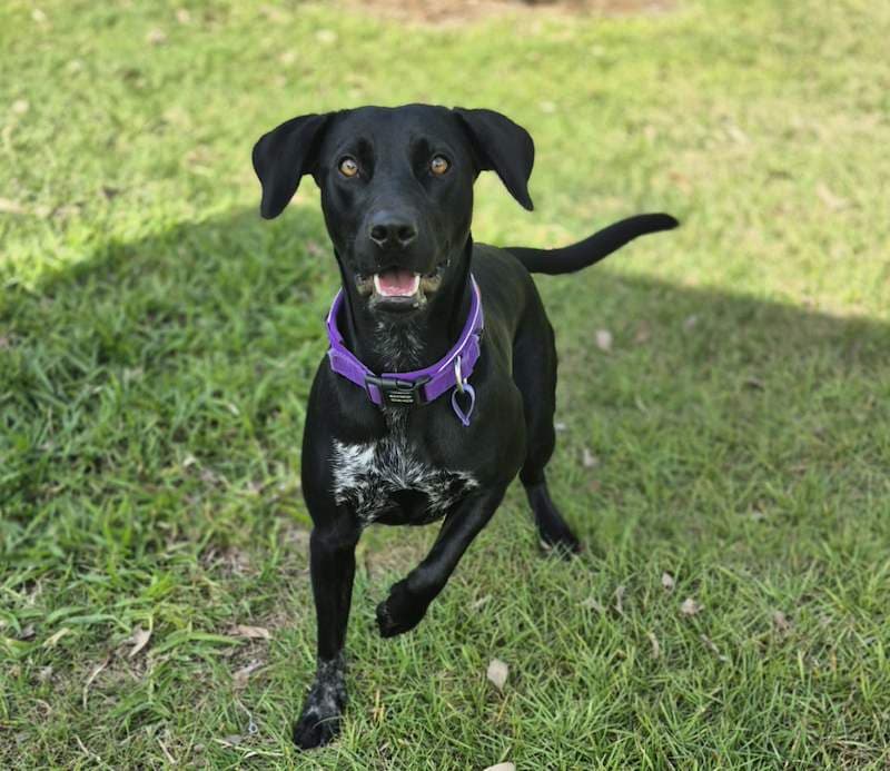 LuLu - Labrador Retriever x Australian Cattle Dog available for adoption in Bundaberg