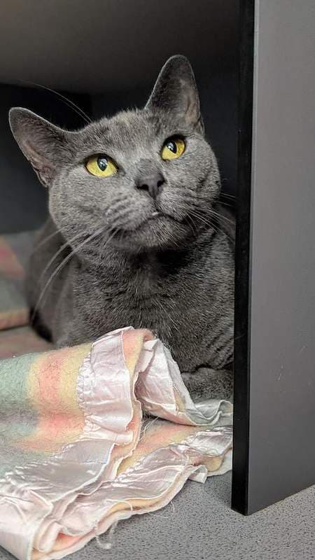 Lavender - Domestic Short Hair (DSH) (Mixed) cat available for adoption at RSPCA Queensland in Mackay
