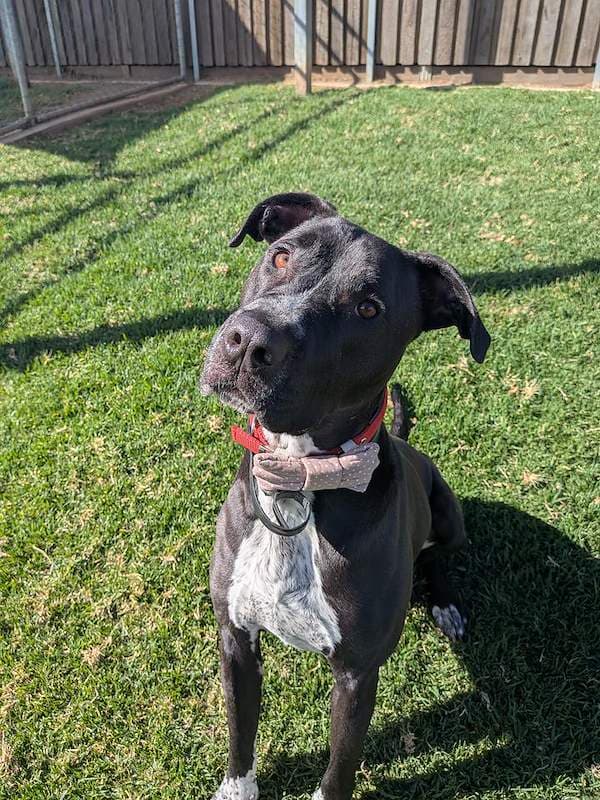 Andy - Bull Arab Cross available for adoption in Toowoomba