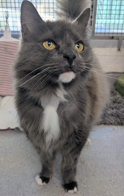 Riley - Domestic Long Hair (DLH) (Mixed) cat available for adoption at RSPCA Queensland in Brisbane
