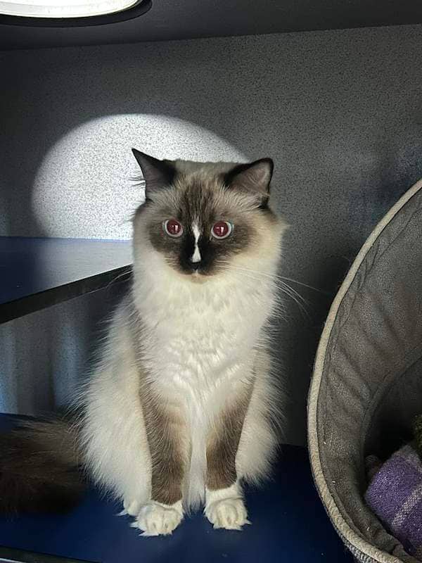 Courtney - Ragdoll Cross cat available for adoption at RSPCA Queensland in Cairns