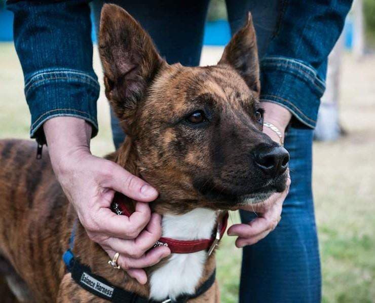 J.D. - English Staffordshire Bull Terrier Cross available for adoption in Brisbane