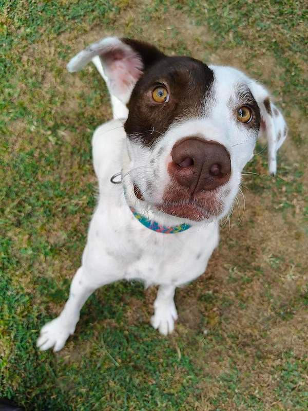 Boots - Irish Wolfhound x Bull Arab available for adoption in Cairns