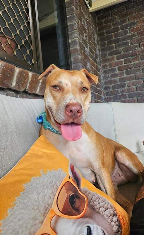 Karah - American Staffordshire Bull Terrier Cross available for adoption in Cairns