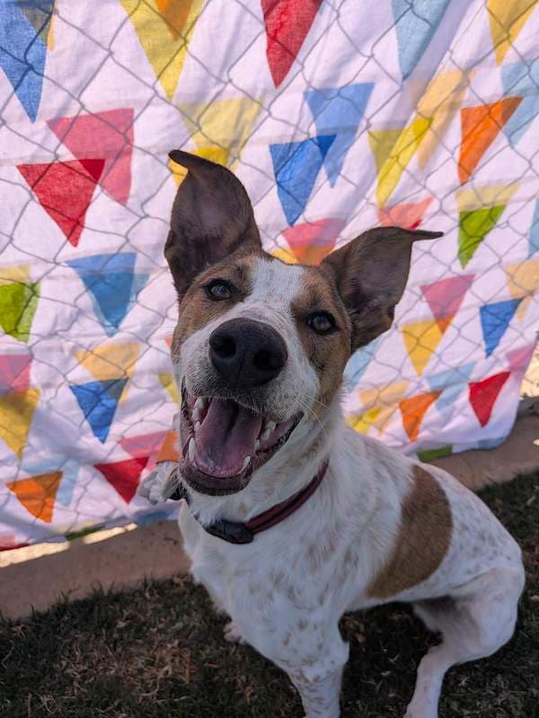 Kaylee - Kelpie x Bull Arab available for adoption in Toowoomba